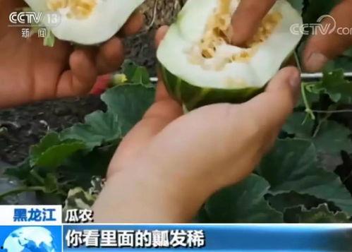 吃瓜CCTV,带你走进娱乐新闻背后的真相