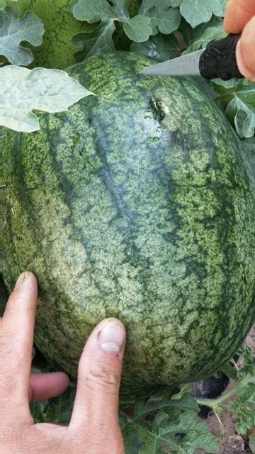 沙和砂瓜能一起吃吗